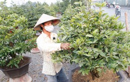 Mai tết, bonsai xuống phố