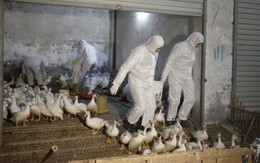 Trường hợp tử vong do H5N1 đầu tiên ở Bắc Mỹ