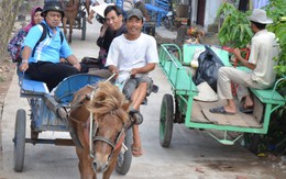 Vó ngựa đồng bằng