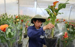 Hoa chậu Đà Lạt giá rẻ được mùa tết
