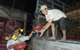 Mai tết nở muộn, mong được bán đến giao thừa