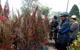 Huế tràn ngập hoa ba miền