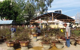 Chợ hoa Phan Thiết trầm lắng