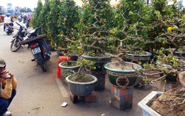 Chợ hoa phố núi chủ yếu người… xem