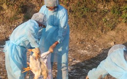 Tiêu hủy hơn 1.000 con vịt tại điểm phát sinh dịch