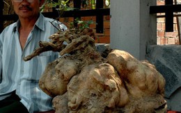 Củ khoai 38kg giá hơn mười triệu đồng