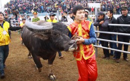 Hà Nội mở hội... chọi trâu