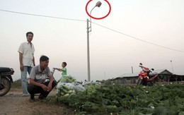 Nông dân Hóc Môn rầu vì bầu, bắp "lép"