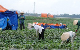 Làng du canh dưa