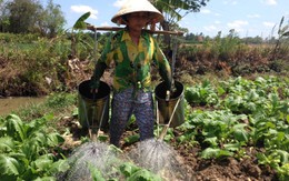 Nợ "đè" người trồng rau