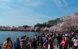 Hoa anh đào nở rực Washington DC