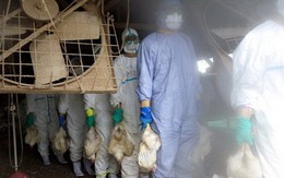 Nhật tiêu hủy 112.000 con gà để chặn dịch cúm gia cầm