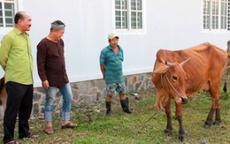 Nghề chăn bò... sống dậy mạnh mẽ