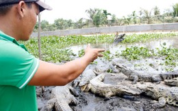 Trung Quốc tận thu cá sấu con