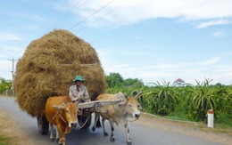 Nét đẹp quê nhà