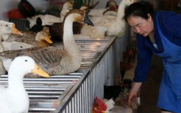 Ca tử vong đầu tiên do vi rút H5N6 là người Trung Quốc