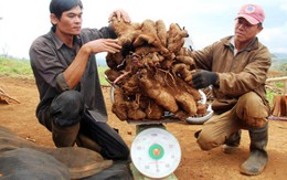 Đào trúng khoai mỡ 50kg, chia cả làng ăn... lấy hên!
