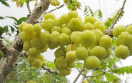 Chùm ruột ngon hương vị quê nhà