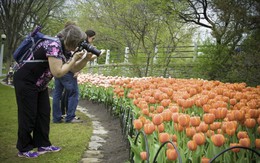 Rực rỡ hội hoa tulip Canada