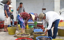 Cày nát đáy biển săn banh lông