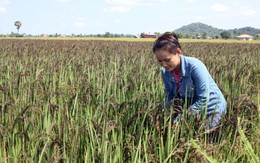 Lúa tím Việt Nam nhuộm tím Muang Khong