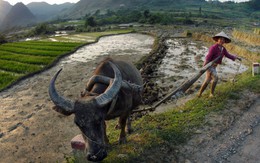 "Bội thực" chính sách giảm nghèo