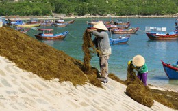 Khánh Hòa: giá rong mơ "xuống đáy" vì Trung Quốc ngừng mua