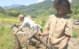 Kỳ tích "lúa bọc thép"