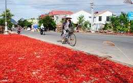 Nhọc nhằn miền ớt