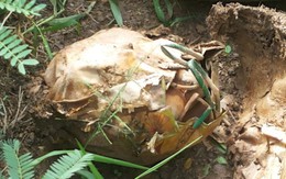 Phát hiện 19 quả lựu đạn trong một cái lu