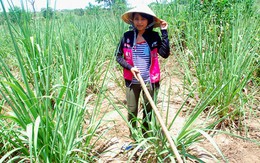 Mang theo hi vọng của cả buôn làng