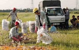 54 bao thuốc tây "đát" 2017 bị vứt ngoài đồng, sao vậy?
