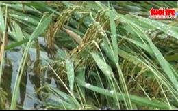 Long An: Gần 2.700ha lúa bị ảnh hưởng do triều cường