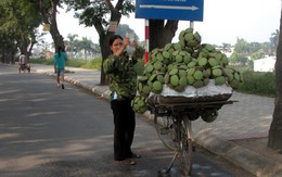 Đi theo những mùa sen