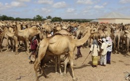 Virus HIV và MERS nguy hiểm hơn đánh giá cũ