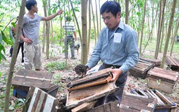 Sợ mất mùa, dân giết ong, đập phá trại ong