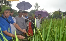 Nông dân Lào dầm mưa học trồng lúa nước