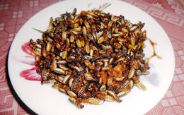 Mối đất - hương vị đại ngàn xứ Quảng