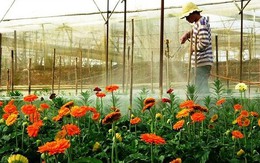 Lâm Đồng gắn nhãn "Hoa Đà Lạt" cho các loại hoa