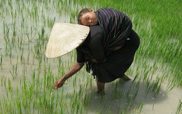 ​Ngủ trên lưng mẹ