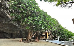 Ươm cây bàng vuông trên đảo Lý Sơn