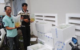 ​Bị neo tại trạm kiểm dịch, 10 thùng tôm giống chết