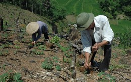 ​Liên Hợp Quốc kêu gọi khôi phục 350 triệu hécta rừng