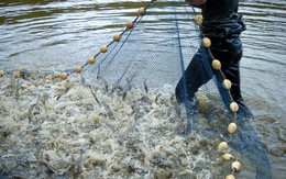 Việt Nam không bán phá giá tôm vào thị trường Hoa Kỳ