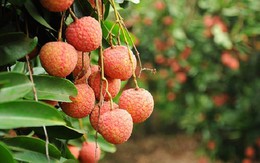 ​Vải thiều Việt Nam chuẩn bị vào thị trường Úc