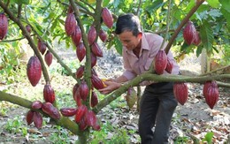 ​Trồng cacao hữu cơ, nguồn lợi tăng thêm từ 40-50 triệu đồng