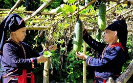Quà của đất
