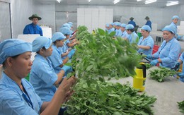 Vụ cảnh cáo rau quả VN nhiễm khuẩn: Quýt làm cam chịu