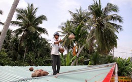 ​Khổ vì “bom” dừa nhà hàng xóm