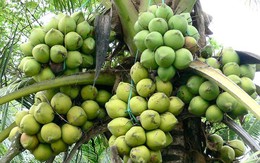 ​Trồng thêm 10.000ha dừa để hạn chế sạt lở đất, xâm nhập mặn